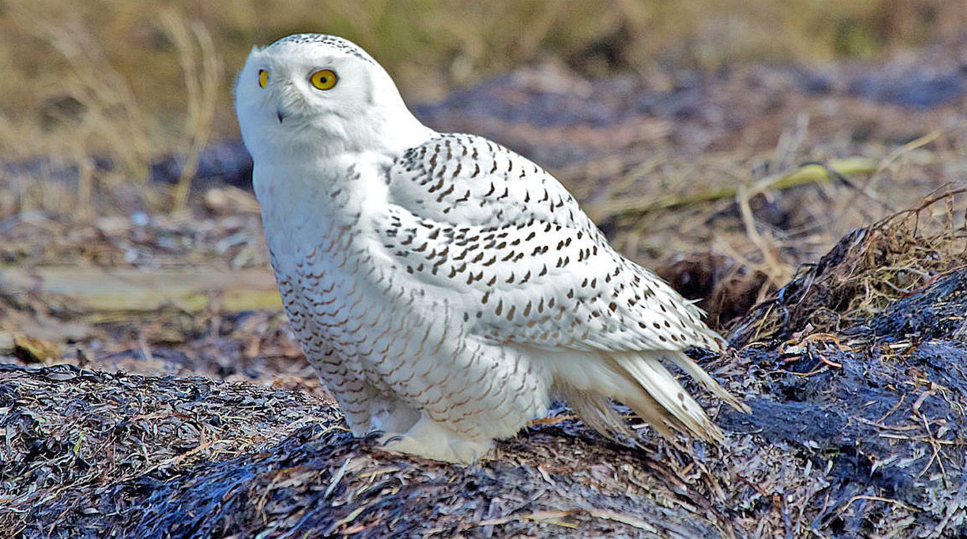 LE HARFANG DES NEIGES